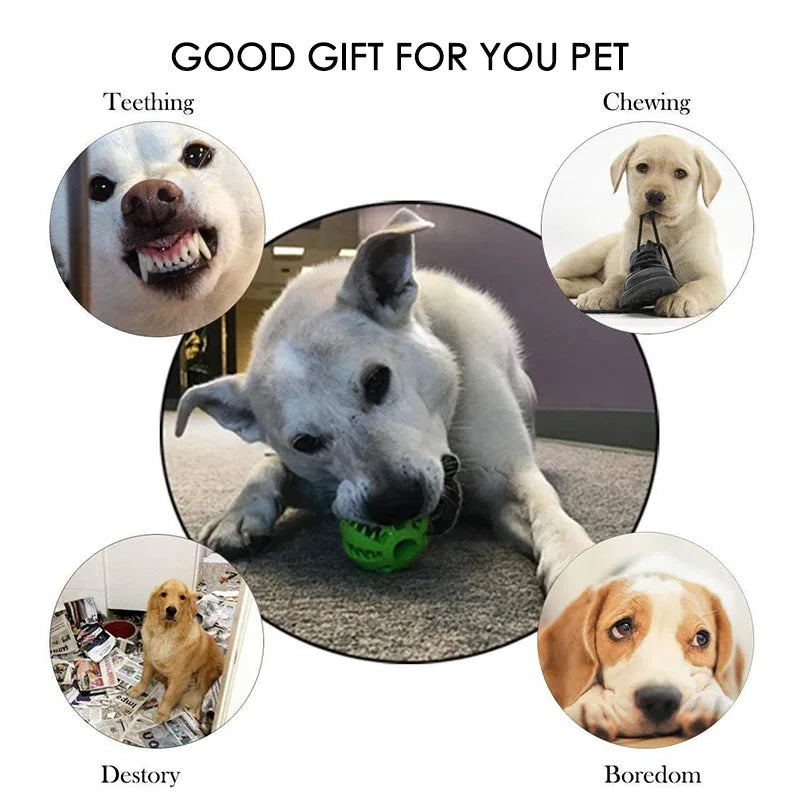 Interactive Chew and Treat Ball
