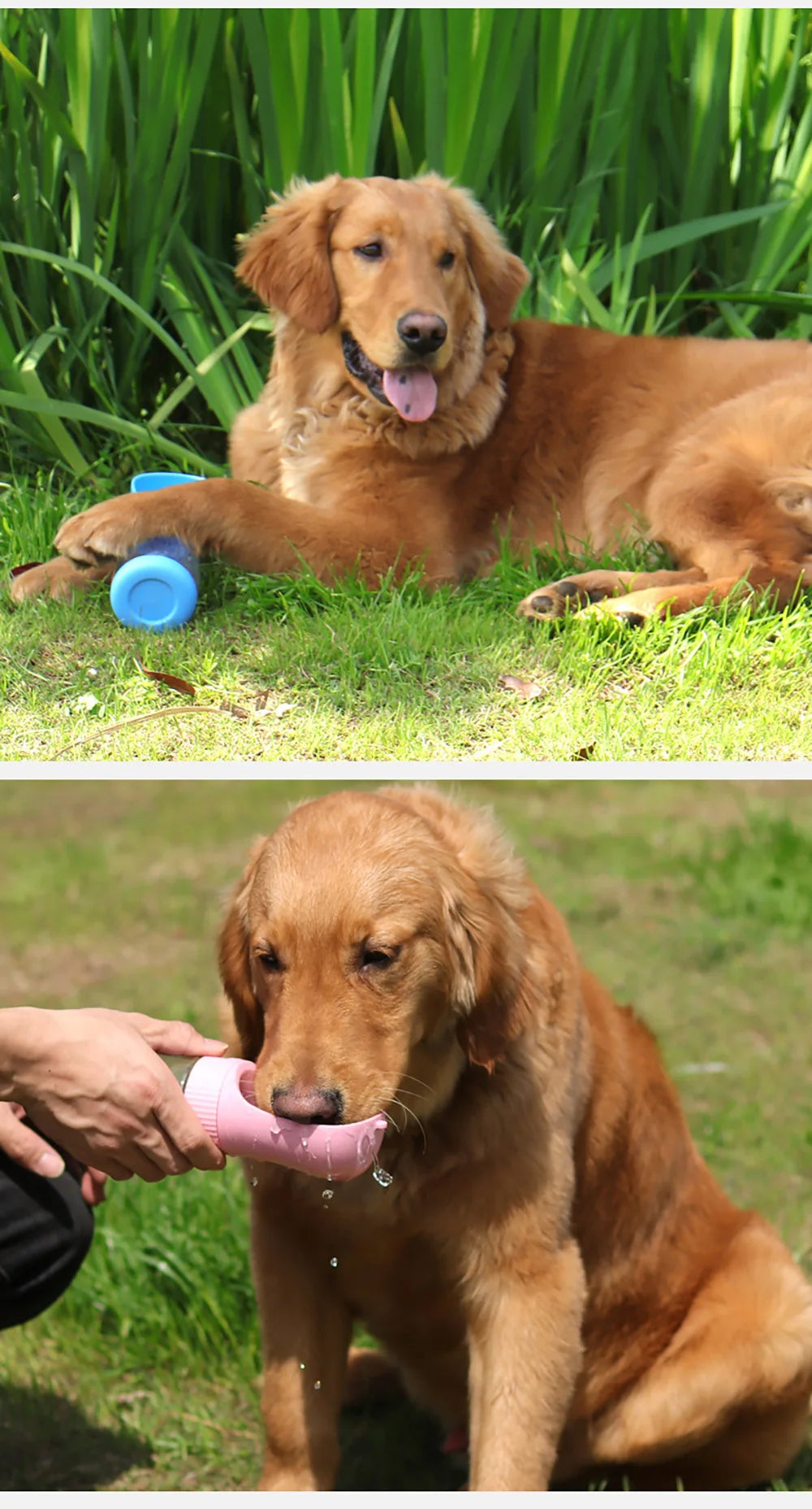 Portable Water Bottle