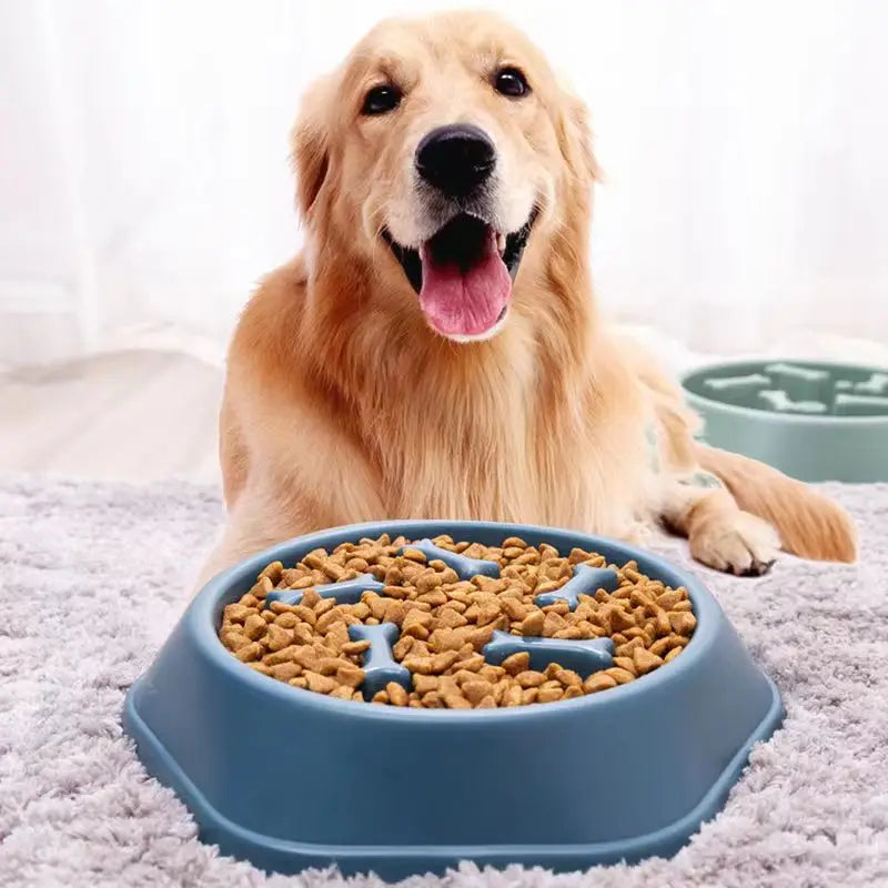 Comedero lento para perros
